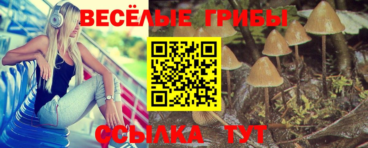 Псилоцибиновые грибы Psilocybine cubensis Туапсе